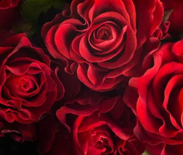Red Roses