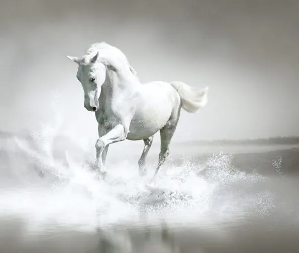 white horse