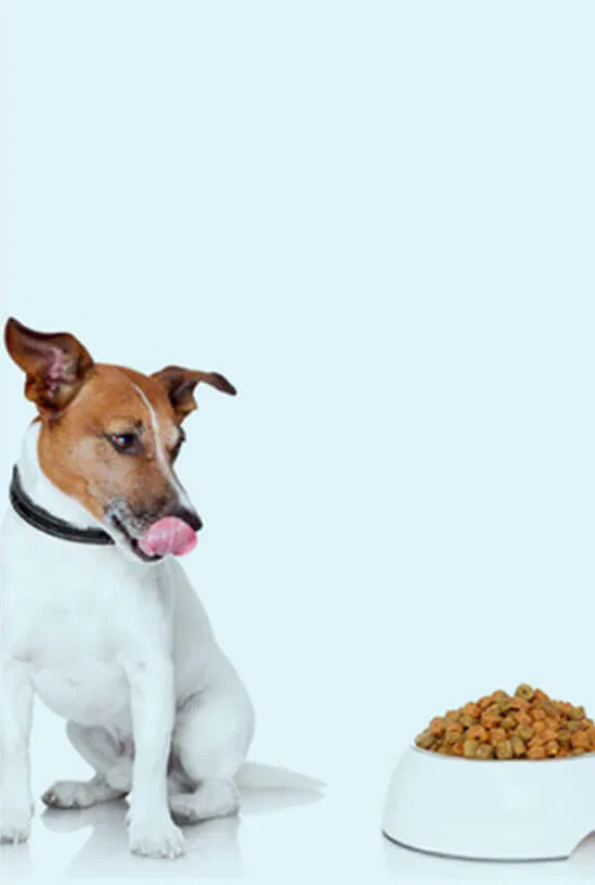 Pet Food Coloring & Pigments