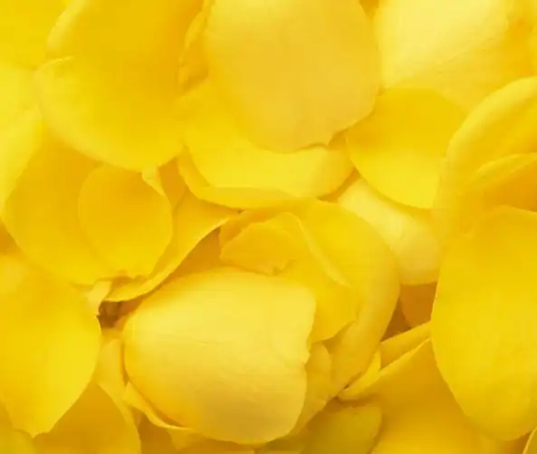 Beautiful yellow rose petals
