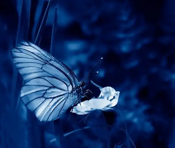 Beautiful black-veined white butterfly