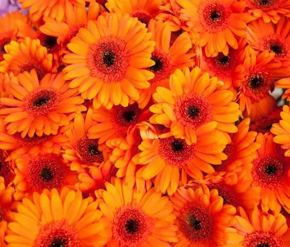 Orange daisy flowers