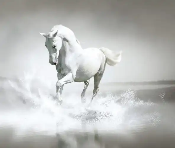 white horse