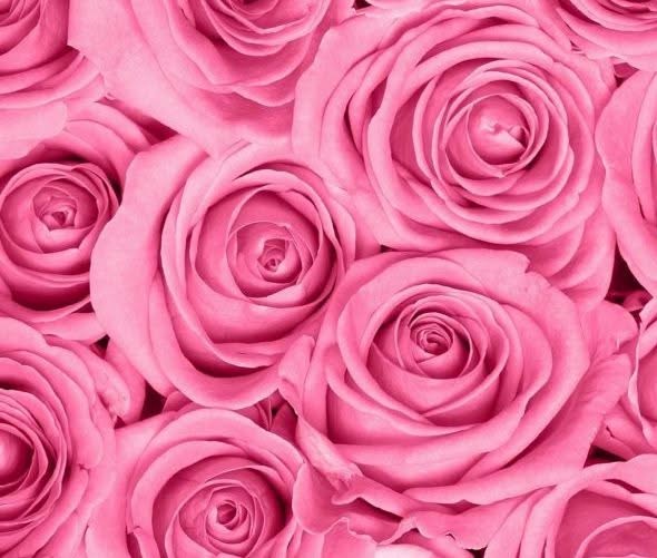 Pink Roses